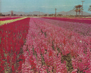 Japanese_Flower_Gardens_South_Phoenix_1960s